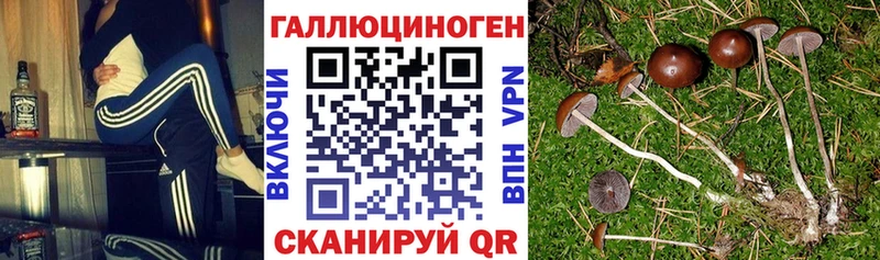 Галлюциногенные грибы Psilocybine cubensis  MEGA вход  Видное 